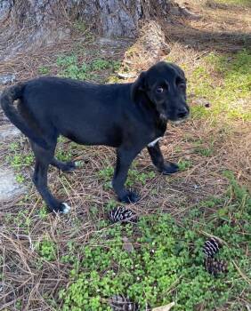 Rescue Poodle Dogs for Adoption in Pembroke, Massachusetts - Twix | PetCurious