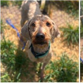 Issah -  Poodle and Mixed Breed Dog for Adoption in Tacoma, Washington - Issah | PetCurious
