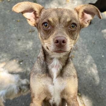 Teeny -  Miniature Pinscher Dog for Adoption in Oakland, California - Teeny | PetCurious