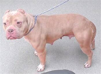 American Bulldog and Mixed Breed Dogs Available for Adoption - TONI | PetCurious