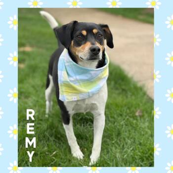Beagle Dogs Available for Adoption in Mokena, Illinois - Remy | PetCurious
