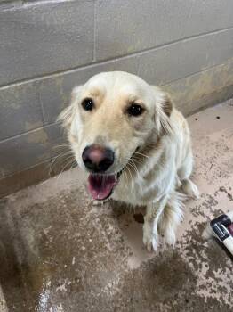 Daphne -  Golden Retriever Dog for Adoption in Troy, Ohio - Daphne | PetCurious