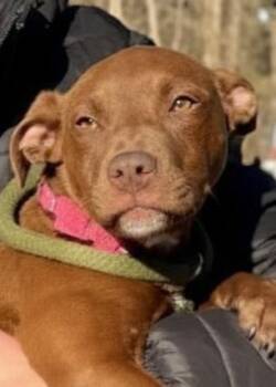 Mixed Breed Dogs Available for Adoption - Mocha | PetCurious
