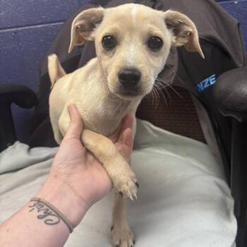 Chihuahua and Mixed Breed Dogs Available for Adoption - Colt | PetCurious