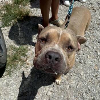 Bobo -  Pit Bull Terrier Dog for Adoption in Spring Hill, Kansas - Bobo | PetCurious