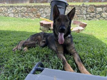 Hank -  German Shepherd Dog Dog for Adoption - Hank | PetCurious