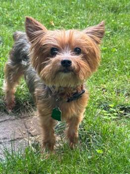 Kiki-in a Foster Home -  Yorkshire Terrier Dog for Adoption in South Bend, Indiana - Kiki-in A Foster Home | PetCurious