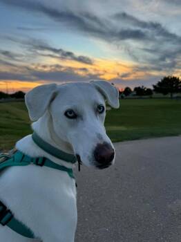 Summer -  Labrador Retriever Dog for Adoption in Boise, Idaho - Summer | PetCurious