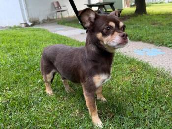 Diego -  Chihuahua Dog for Adoption in Port Jervis, New York - Diego | PetCurious