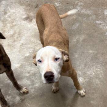 Tucson - 072911U -  Terrier and Mixed Breed Dog for Adoption in Tupelo, Mississippi - Tucson - 072911U | PetCurious