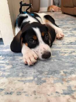 Tucker -  Black Mouth Cur Dog for Adoption in Berlin, New Jersey - Tucker | PetCurious