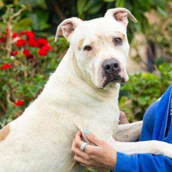 CHURRO -  Pit Bull Terrier Dog for Adoption in Camarillo, California - CHURRO | PetCurious