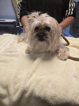 Yorkshire Terrier Dogs Available for Adoption in Detroit, Michigan - Teddy | PetCurious