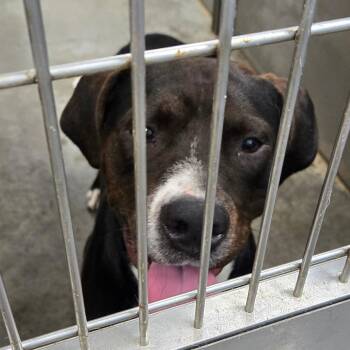 Chad -  Pit Bull Terrier and Black Labrador Retriever Dog for Adoption in Hannibal, Missouri - Chad | PetCurious
