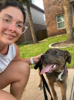 Shredder Ninja Turtle -  Catahoula Leopard Dog and Pit Bull Terrier Dog for Adoption in Friendswood, Texas - Shredder Ninja Turtle | PetCurious