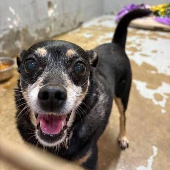Jack Black -  Mixed Breed Dog for Adoption in Huntington, West Virginia - Jack Black | PetCurious