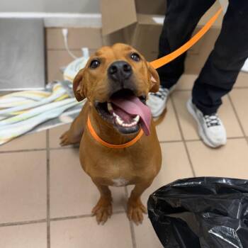 Charlie -  Hound and Labrador Retriever Dog for Adoption in Starkville, Mississippi - Charlie | PetCurious