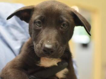 Shepherd and Mixed Breed Dogs Available for Adoption in Portland, Oregon - Smoothie | PetCurious
