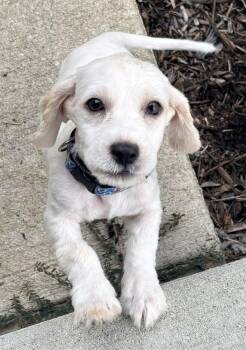 Rome Odunze -  Cocker Spaniel Dog for Adoption in Mundelein, Illinois - Rome Odunze | PetCurious