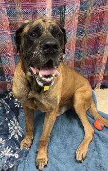 Henry -  Mastiff Dog for Adoption in Hamilton, Ohio - Henry | PetCurious