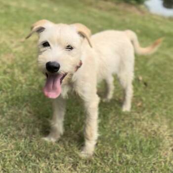 Violet -  Giant Schnauzer and Australian Cattle Dog Blue Heeler Dog for Adoption in Longview, Texas - Violet | PetCurious