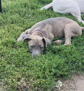 Sadie -  Pit Bull Terrier and Labrador Retriever Dog for Adoption in West Peoria, Illinois - Sadie | PetCurious
