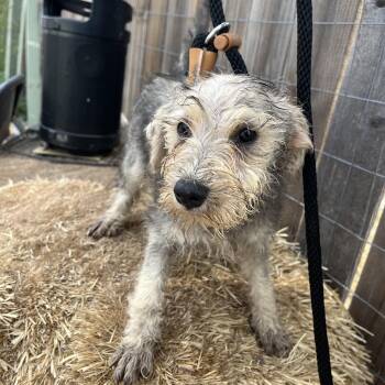 Heidi -  Schnauzer Dog for Adoption in Harlingen, Texas - Heidi | PetCurious