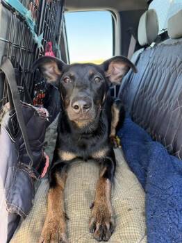 MELANIE -  Doberman Pinscher and Mixed Breed Dog for Adoption in Casper, Wyoming - MELANIE | PetCurious