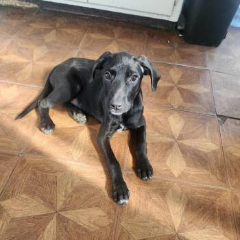 Kai -  Hound and Mixed Breed Dog for Adoption in Rochester, Minnesota - Kai | PetCurious