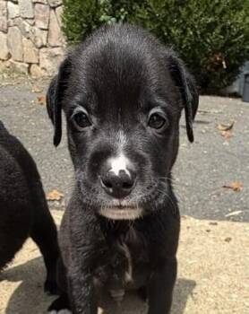 Baby Bullseye -  Labrador Retriever Dog for Adoption in Washington, District Of Columbia - Baby Bullseye | PetCurious