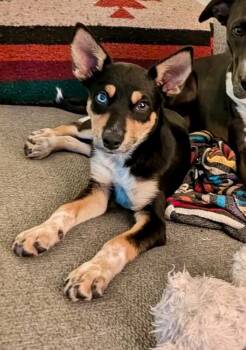 Barton -  Cattle Dog and Husky Dog for Adoption in Boulder, Colorado - Barton | PetCurious
