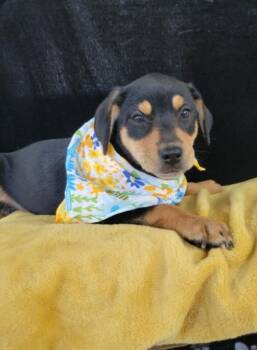 Quackers -  Labrador Retriever and Terrier Dog for Adoption in Leesburg, Alabama - Quackers | PetCurious