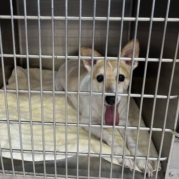 Goldfish -  Chihuahua and Mixed Breed Dog for Adoption in Northbrook, Illinois - Goldfish | PetCurious