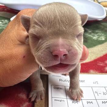 Slate -  Pit Bull Terrier Dog for Adoption in Wichita, Kansas - Slate | PetCurious