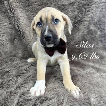 Shepherd Dogs Available for Adoption in Parker, Colorado - 539 (2026) Silas | PetCurious