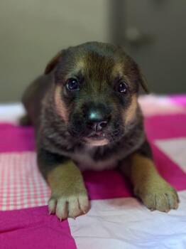 Boba -  Anatolian Shepherd Dog for Adoption in Stratham, New Hampshire - Boba | PetCurious