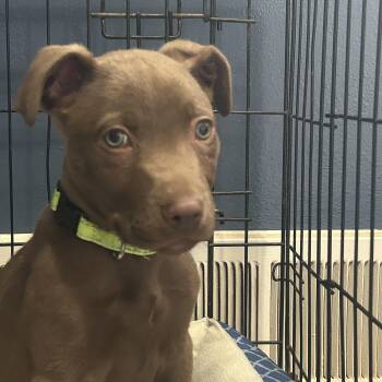 Mixed Breed Dogs Available for Adoption - Malinin | PetCurious