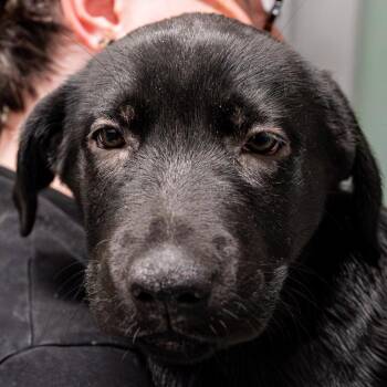 Black Labrador Retriever and German Shepherd Dog Dogs Available for Adoption in Kennebunk, Maine - Fenrin *Avail By Appt* | PetCurious