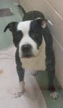 Rescue Mixed Breed Dogs for Adoption in Cincinnati, Ohio - Zeus | PetCurious