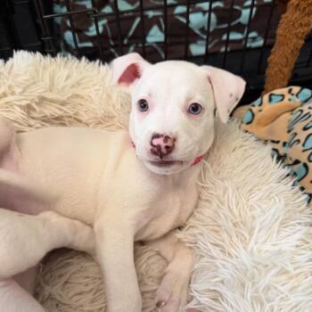 Tula -  Mixed Breed Dog for Adoption in Shorewood, Illinois - Tula | PetCurious