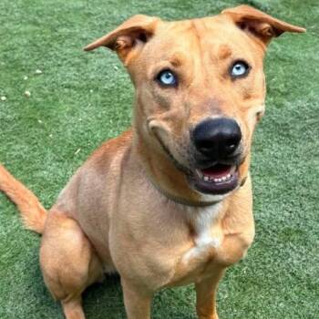 Goldie -  American Staffordshire Terrier and Catahoula Leopard Dog Dog for Adoption in Center Point, Texas - Goldie | PetCurious