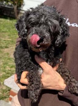 Poodle Dogs Available for Adoption - Princess Sasha | PetCurious
