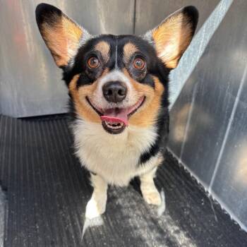 Uncle Fester -  Corgi and Mixed Breed Dog for Adoption in Saint Joseph, Missouri - Uncle Fester | PetCurious