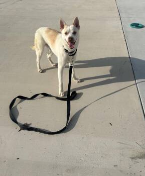 Boston Terrier and Pomeranian Dogs Available for Adoption in Lancaster, Pennsylvania - Rock | PetCurious