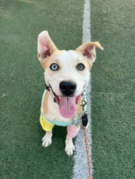 Rescue Pit Bull Terrier and Husky Dogs for Adoption in San Diego, California - Stevie Licks | PetCurious