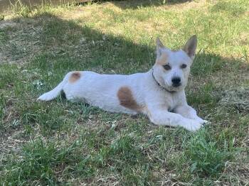 Ozzie -  Corgi Dog for Adoption in ROUGH READY, California - Ozzie | PetCurious
