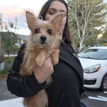 Bella -  Mixed Breed Dog for Adoption in Klamath Falls, Oregon - Bella | PetCurious