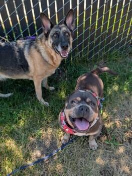 Pizookie -  American Bully Dog for Adoption in Santa Rosa, California - Pizookie | PetCurious