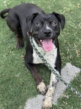 Mazikeen -  Pit Bull Terrier Dog for Adoption in Anderson, Indiana - Mazikeen | PetCurious