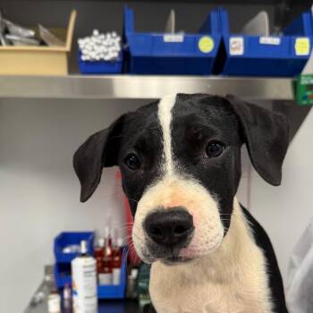 Tiara -  Mixed Breed Dog for Adoption in Greenville, South Carolina - Tiara | PetCurious